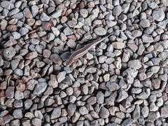 Yapen Forest Skink photo 4
