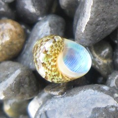 Cantharidus dilatatus