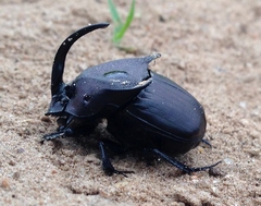 Phanaeus texensis