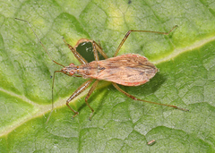 Nabis rufusculus