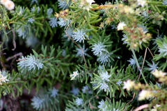 Sedum griseum