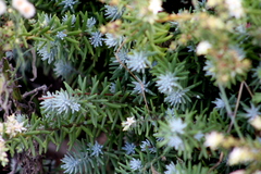 Sedum griseum