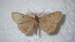 Zanclognatha zelleralis