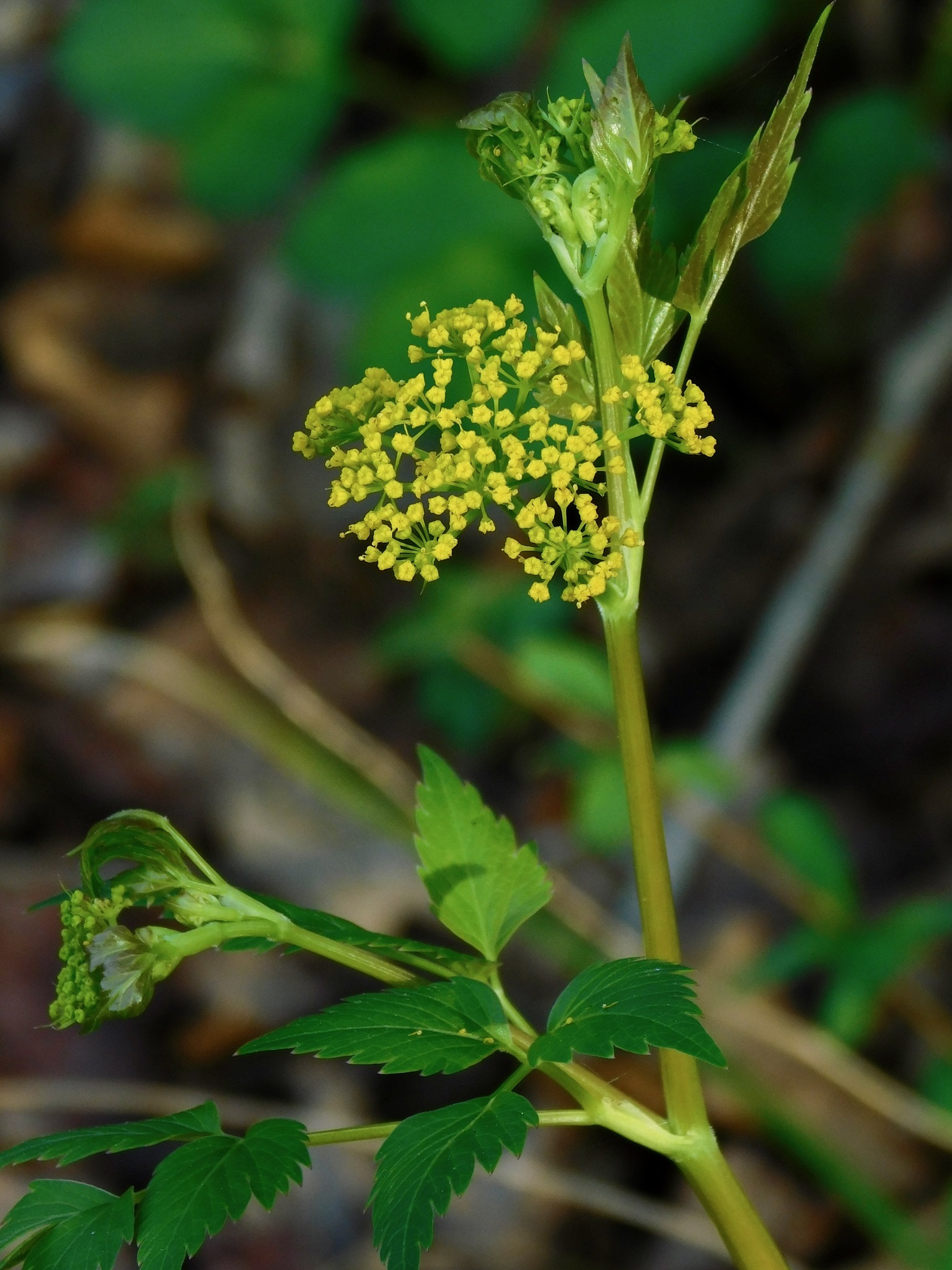 Thaspium barbinode