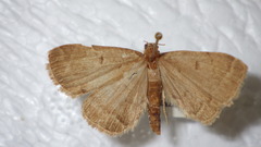 Zanclognatha zelleralis