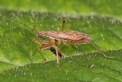Nabis rufusculus