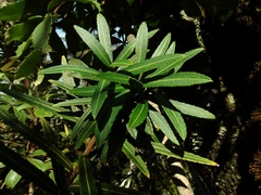 Pseudopanax linearis