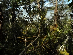Pseudopanax linearis