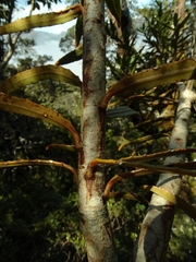 Pseudopanax linearis
