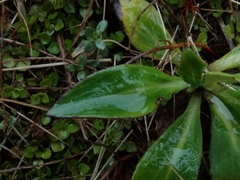 Celmisia holosericea