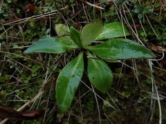 Celmisia holosericea