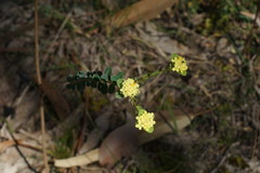 Pimelea flava flava