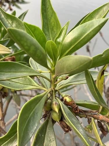 Myoporum bontioides iNat (3)