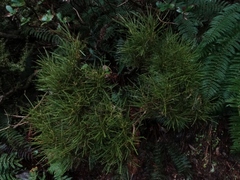 Olearia crosby-smithiana