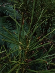 Olearia crosby-smithiana