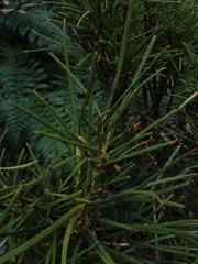 Olearia crosby-smithiana