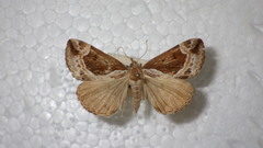 Hypena crassalis
