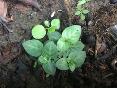 Lepidagathis inaequalis