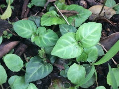 Lepidagathis inaequalis