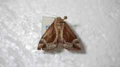 Hypena crassalis