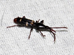 Orfilaia vulsellata