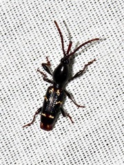 Orfilaia vulsellata