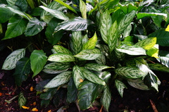 Aglaonema modestum