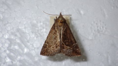 Hypena crassalis