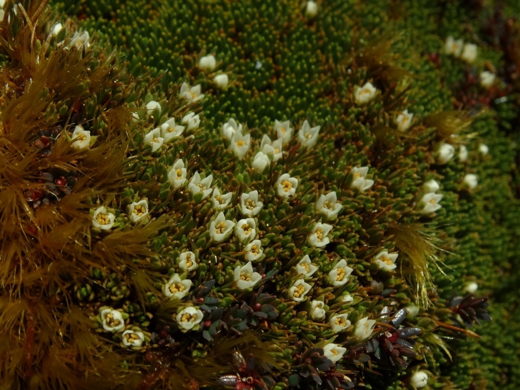 Schizacme novae-zelandiae
