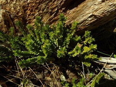 Pimelea gnidia