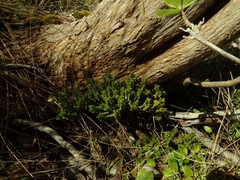 Pimelea gnidia