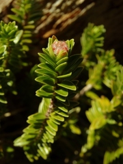Pimelea gnidia