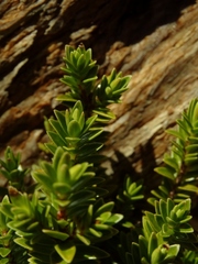 Pimelea gnidia