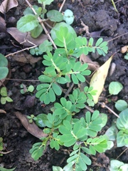 Phyllanthus urinaria hookeri