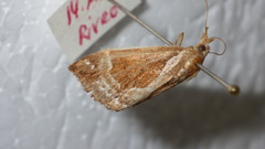 Hypena crassalis