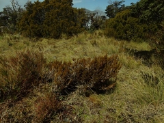 Dracophyllum pearsonii