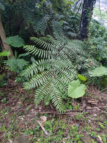 Gymnosphaera podophylla, photograph 3
