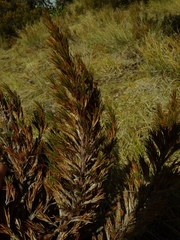 Dracophyllum pearsonii