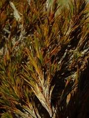 Dracophyllum pearsonii