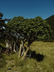 Macrolearia colensoi