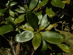 Macrolearia colensoi