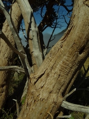 Macrolearia colensoi
