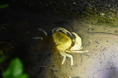 Geothelphusa albogilva