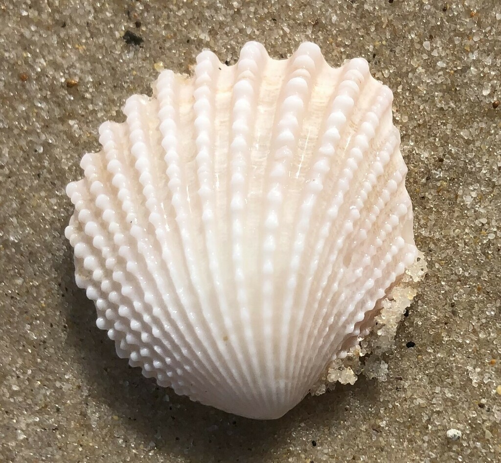 Brooch Clams