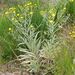 Andryala glandulosa varia - Photo (c) lougarou, some rights reserved (CC BY-NC), uploaded by lougarou