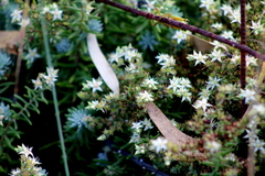 Sedum griseum