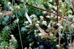 Sedum griseum