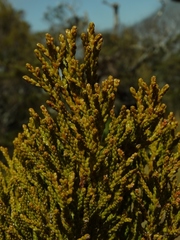 Halocarpus biformis
