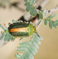 Calomela parilis