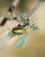 Calomela parilis